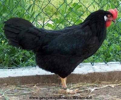 black cock
