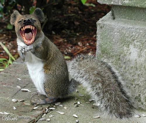 Rabid Squirrel Monkey