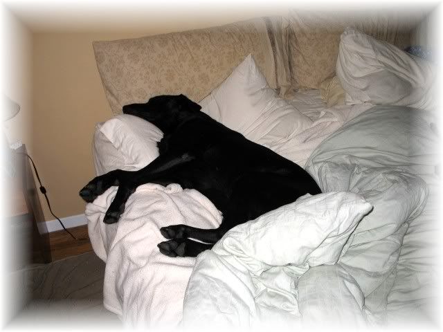 LazyDog.jpg