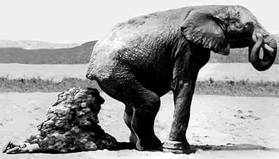 elephant dump