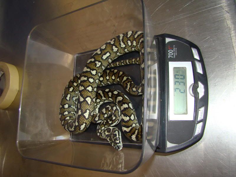 Kingsnakeballpics0062.jpg