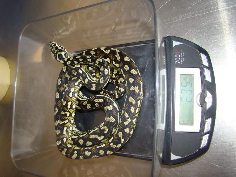 Kingsnakeballpics0072.jpg