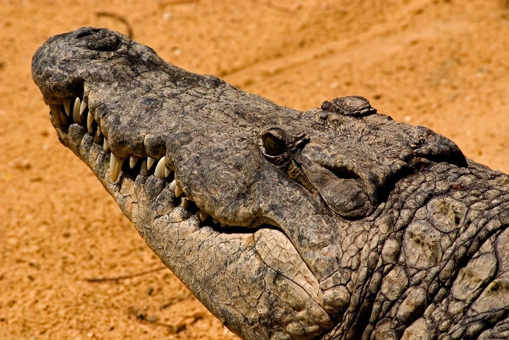 Crocodiles In Kenya