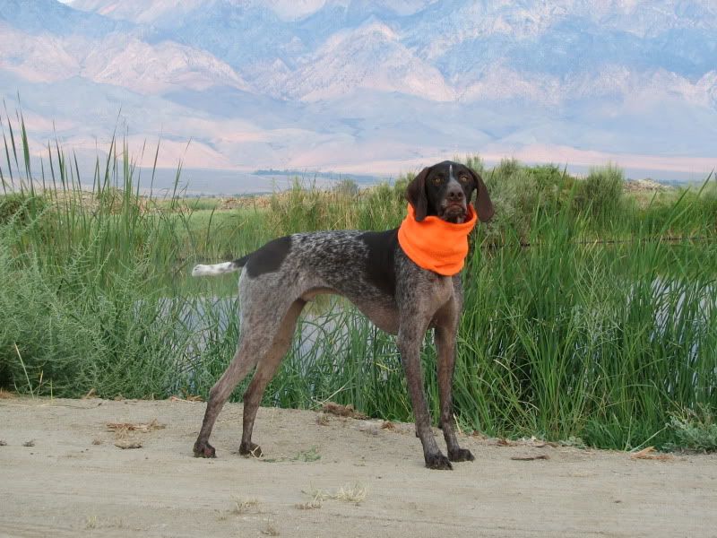 Duck Hunting Chat Who S Into German Shorthaired Pointer