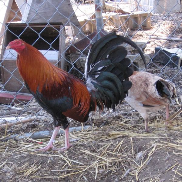 Cardinal Club Kelso Gamefowl Hatching Eggs Kelso gamefowl, Chickens