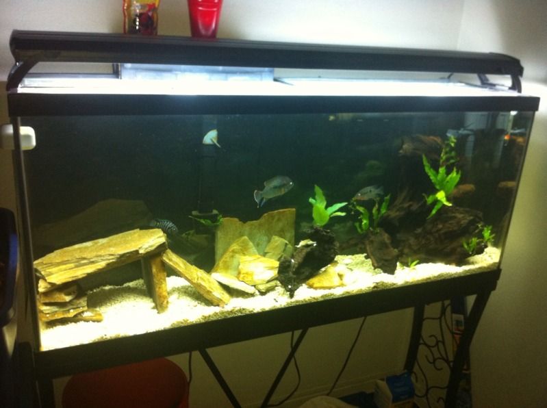 Is too much light even possible? Cichlid Fish Forum