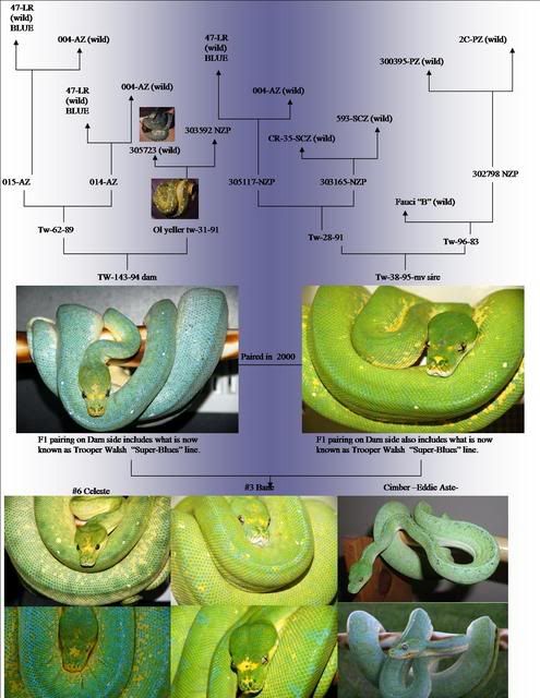 Male24pedigree.jpg