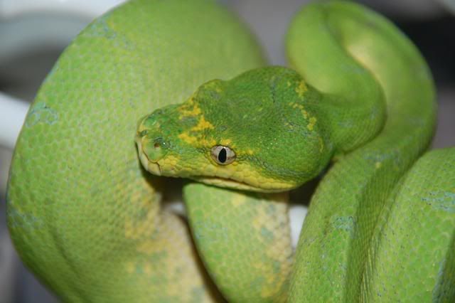 female1911-15-082.jpg