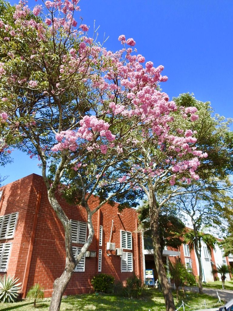 tatjana_lackner_Bolivien_bäume photo fullsizeoutput_2887_zps6dk5nnob.jpeg