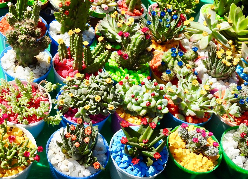 photo fullsizeoutput_28e9_zpsvck5uomo.jpeg