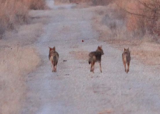 3 coyotes strolling down a trail