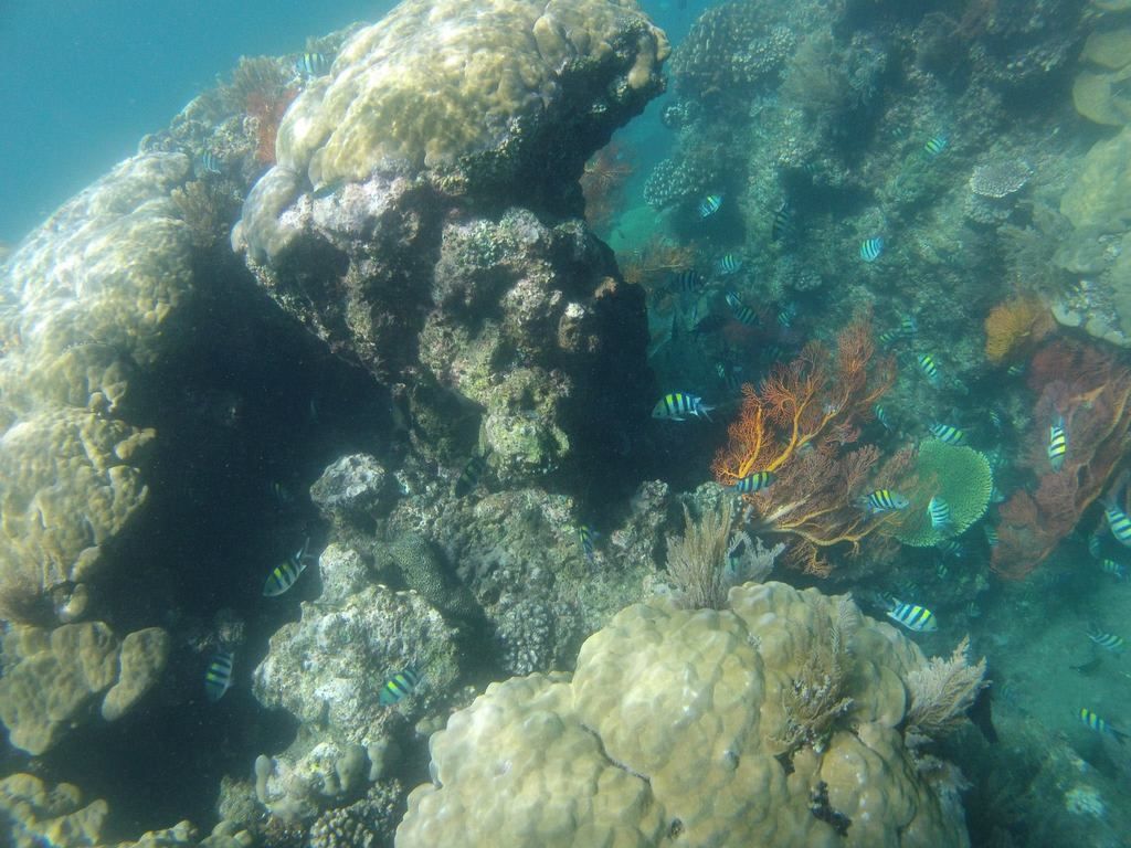 A glimpse of the fish