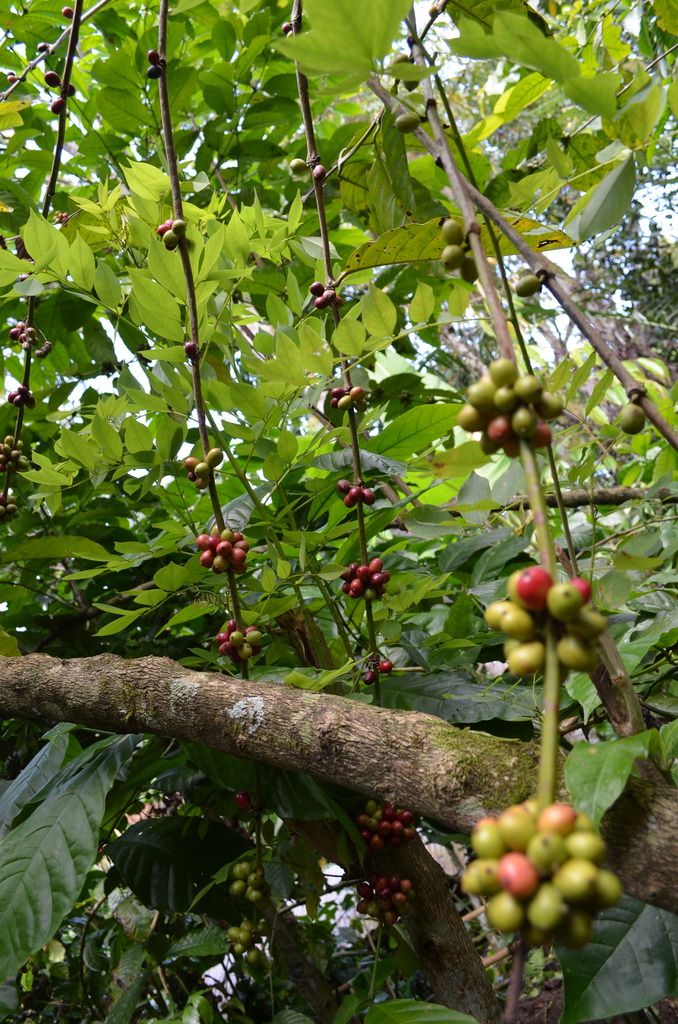 Coffee cherry in the tree