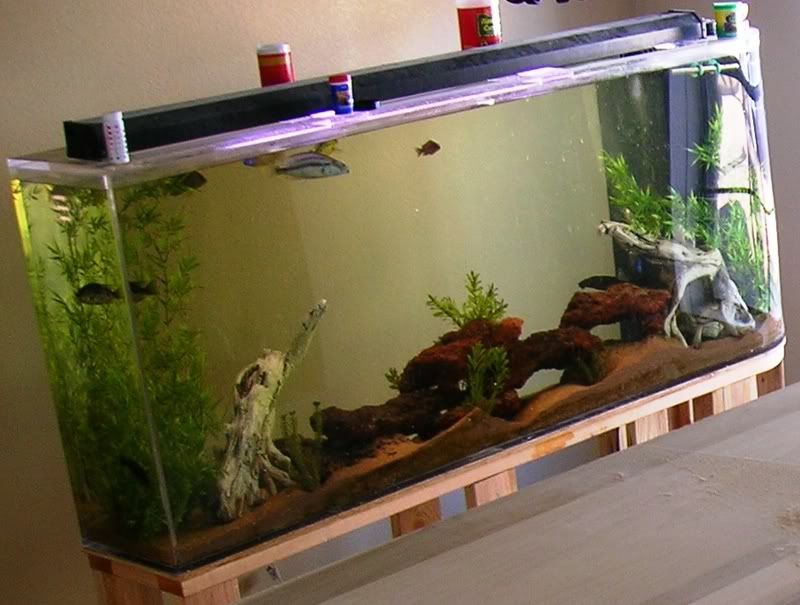 Odd Shaped long tall tank aquascaping HELP!!! Reef Central Online