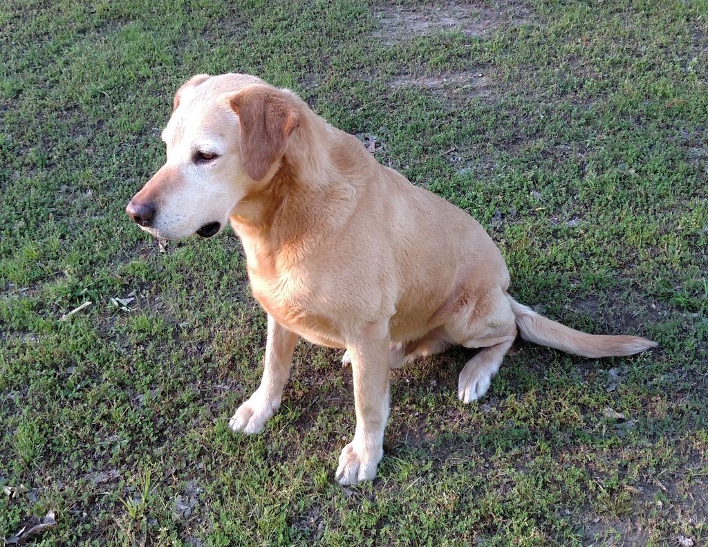  photo HuntingLabPedigree_zpslborzpgb.jpg