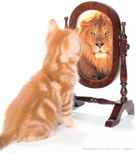 kitten sees a lion in the mirror Pictures, Images and Photos