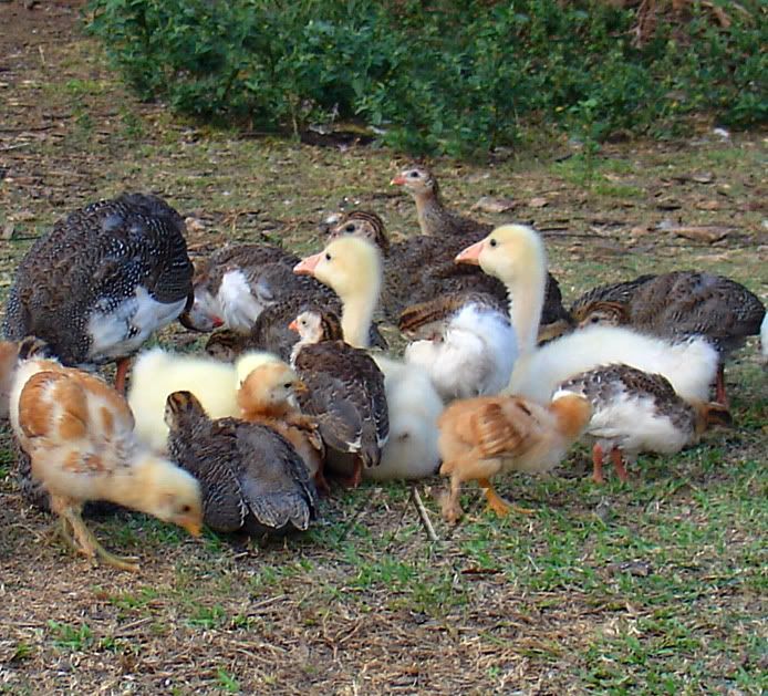 Can Guinea and chickens be raised together?