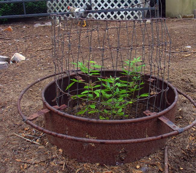 Good bushes to plant for chickens BackYard Chickens Learn How to