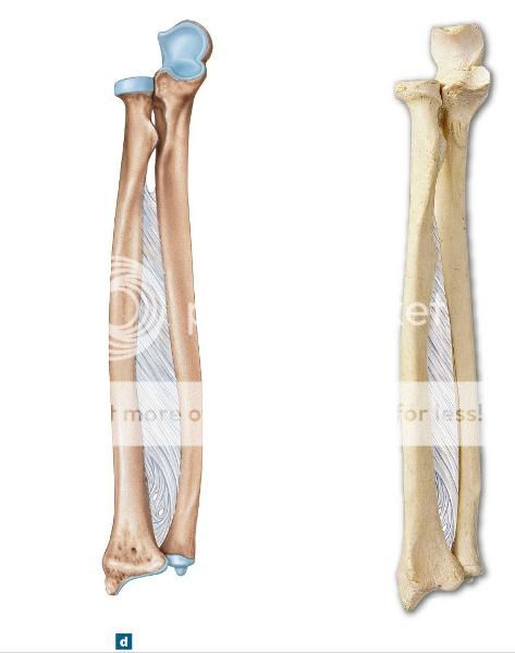 How To Differentiate The Ulna And The Radius Bones In A