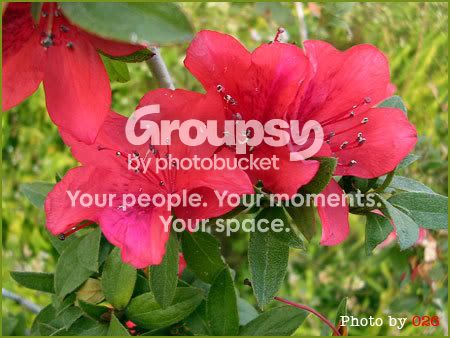 Photobucket - Video and Image Hosting