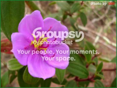 Photobucket - Video and Image Hosting