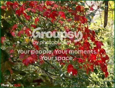 Photobucket - Video and Image Hosting
