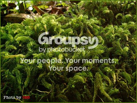 Photobucket - Video and Image Hosting