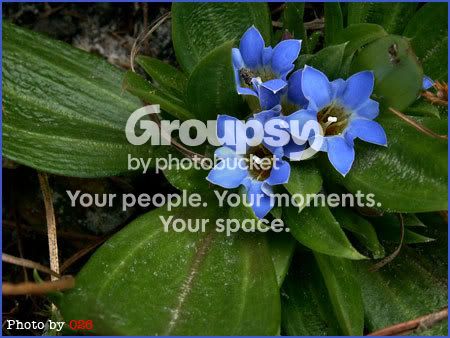 Photobucket - Video and Image Hosting