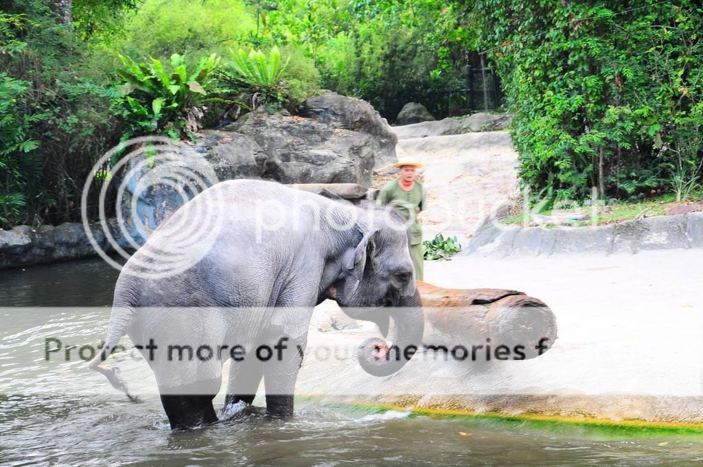 ▼然后不可或缺的是大象搬运重物能力的展示