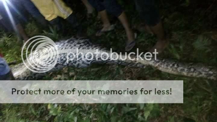 Python reticulatus eating a man somewhere in Asia | Reptile Forums
