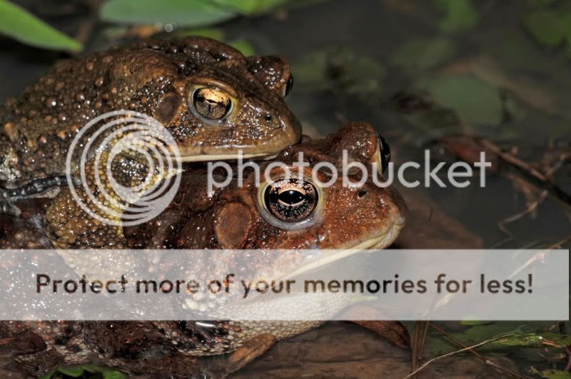 snakes, frogs, and snakes eating frogs - Field Herp Forum