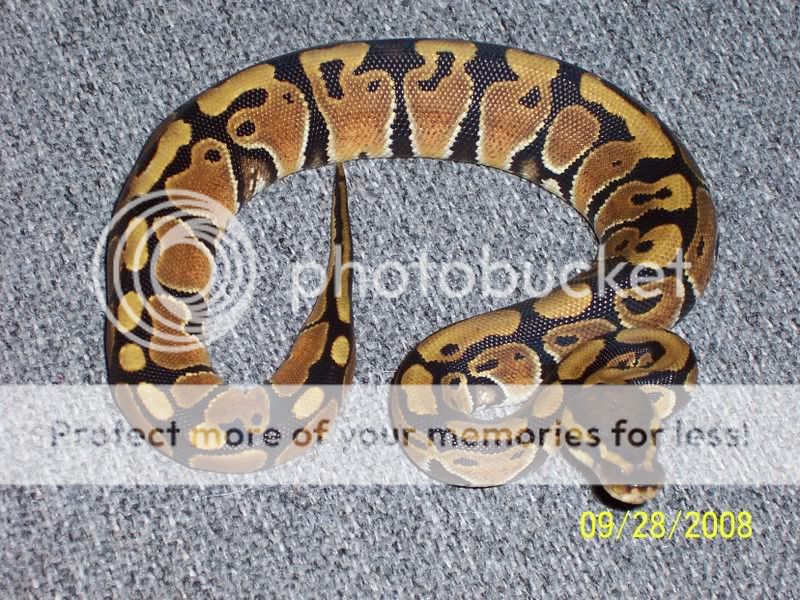 New Ball Python striking • Bearded Dragon . org