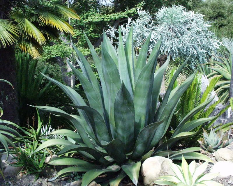 Agave Atrovirens - TROPICAL LOOKING PLANTS - Other Than Palms - PalmTalk