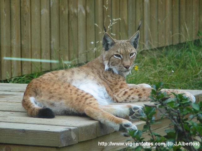 lince.jpg