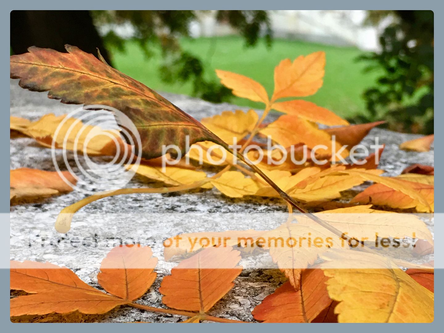 tatjana_lackner_bl&auml;tter photo Herbst6_zpswsh7zd5t.jpg