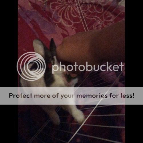  photo D20B5359-D264-49A1-A910-BC789B78457A_zpsdsk9ojlq.jpg